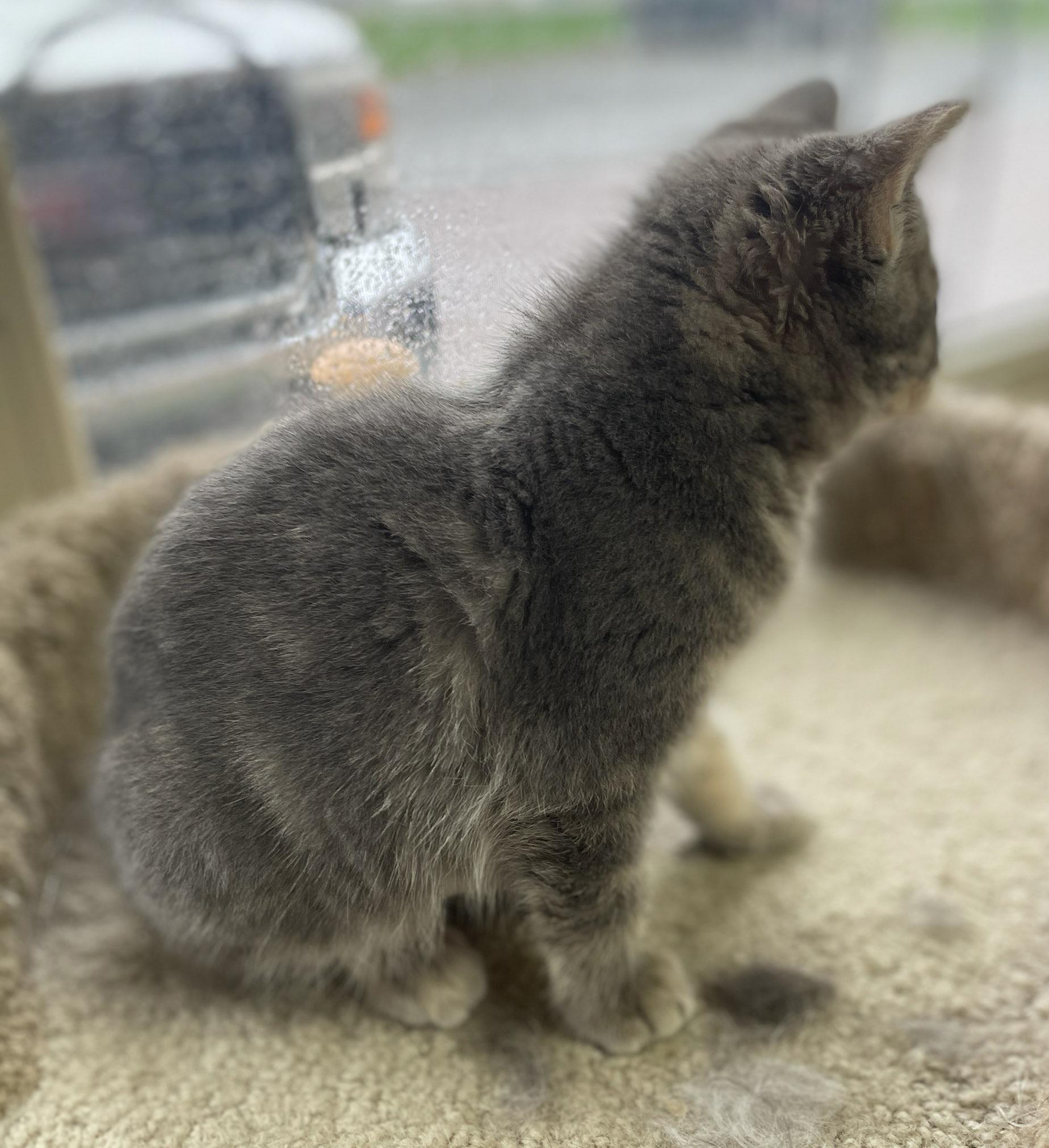 Enlarge Diedre (Needs to be Adopted w/Littermate), a Adoptable Domestic Short Hair in Neillsville, WI image 2/6
