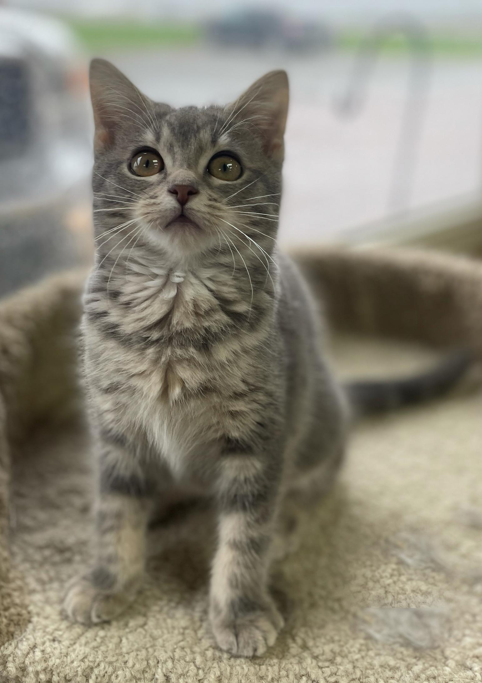Enlarge Diedre (Needs to be Adopted w/Littermate), a Adoptable Domestic Short Hair in Neillsville, WI image 3/6