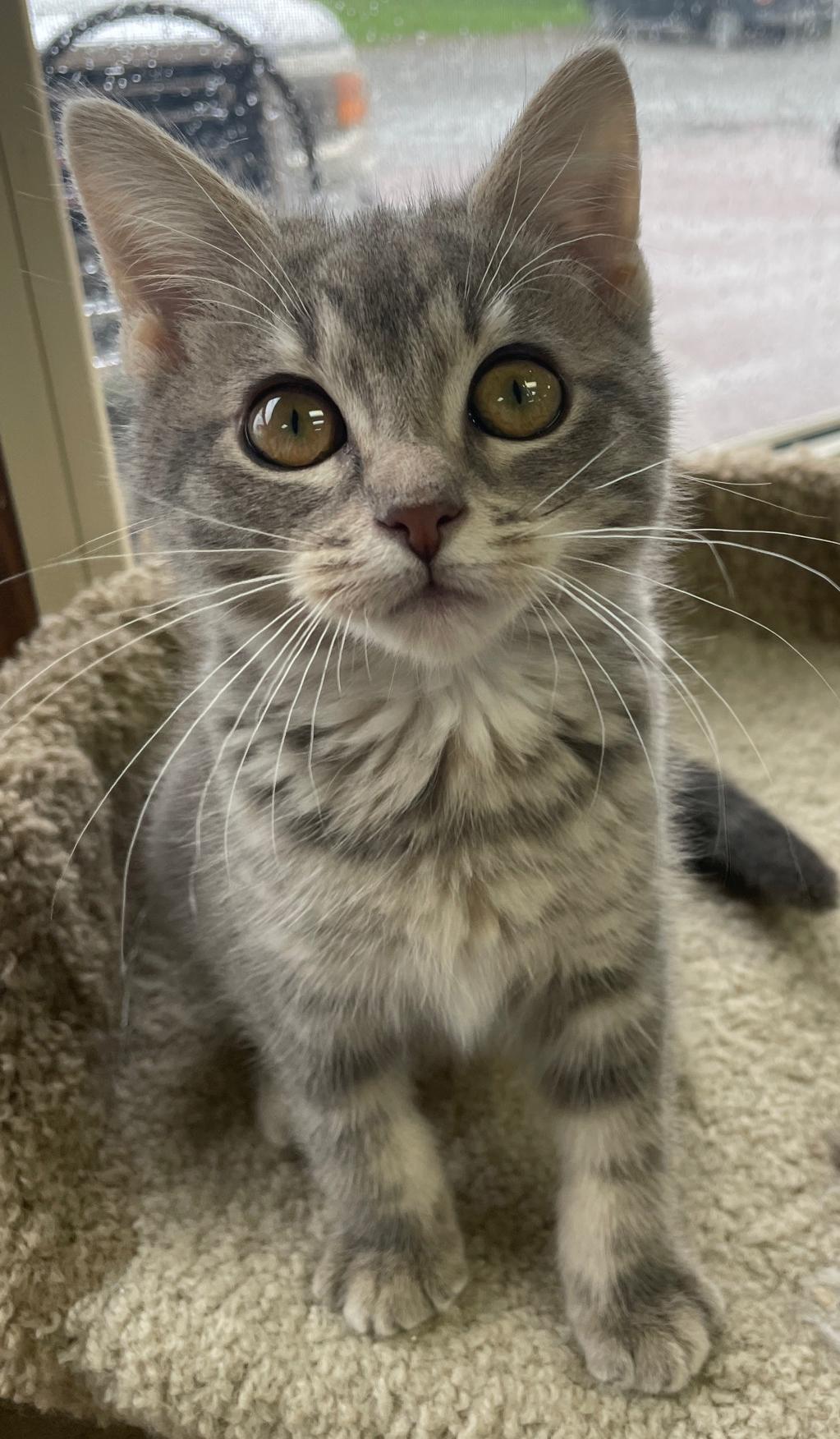Diedre (Needs to be Adopted w/Littermate), Adoptable, Kitten Female Domestic Short Hair.