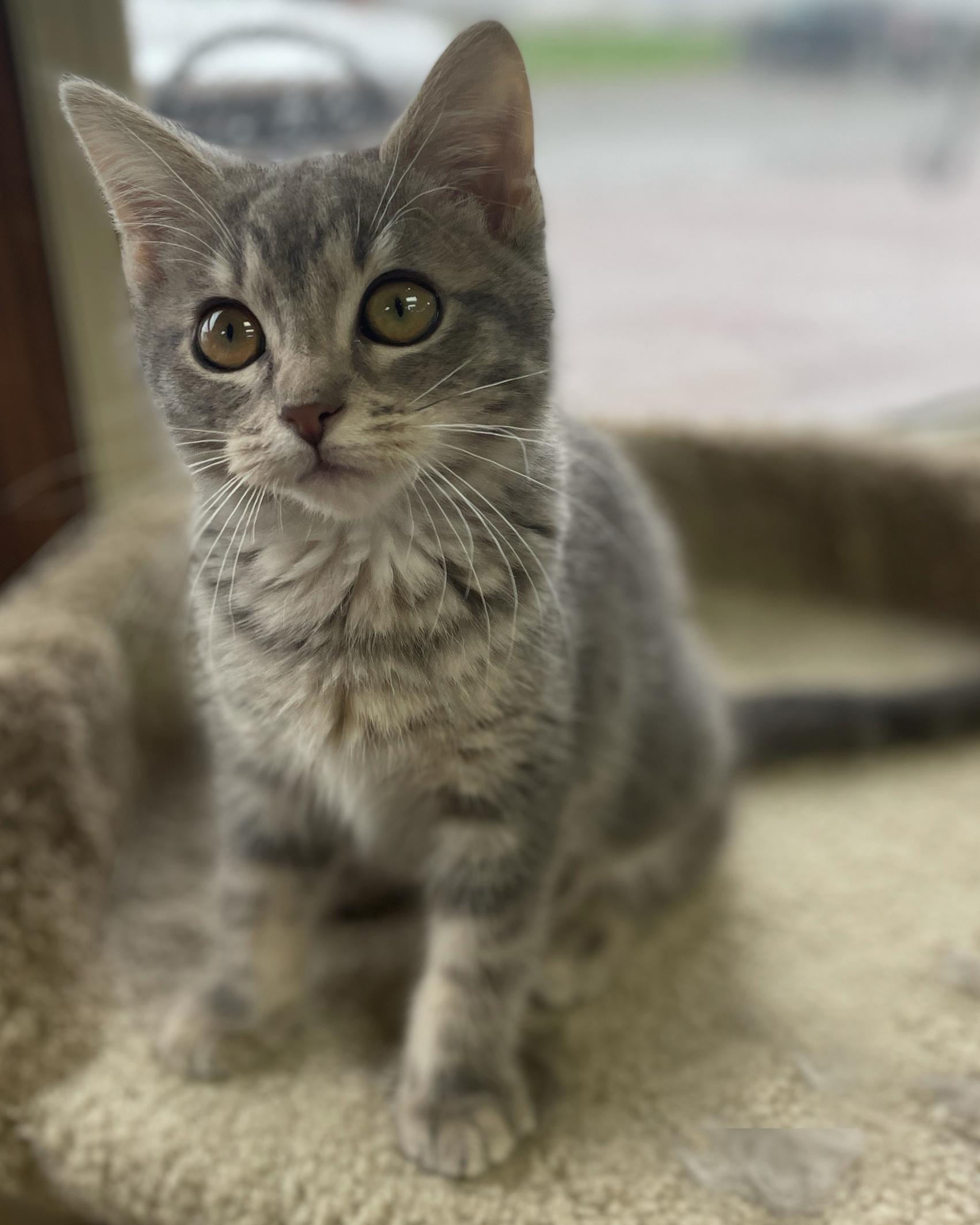 Enlarge Diedre (Needs to be Adopted w/Littermate), a Adoptable Domestic Short Hair in Neillsville, WI image 5/6