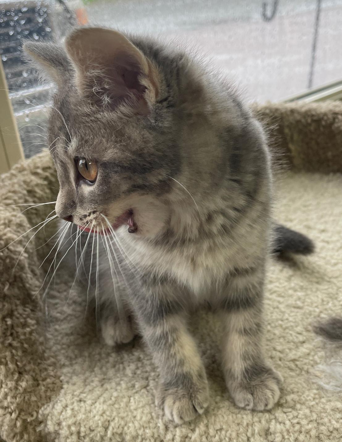 Enlarge Diedre (Needs to be Adopted w/Littermate), a Adoptable Domestic Short Hair in Neillsville, WI image 4/6