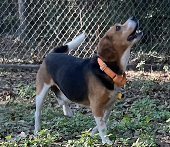 Enlarge Gary, a ADOPTABLE Beagle in Tomball, TX image 3/6
