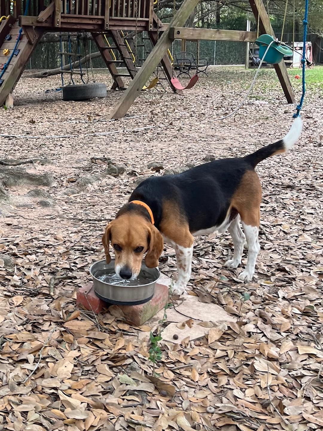 Enlarge Gary, a ADOPTABLE Beagle in Tomball, TX image 5/6