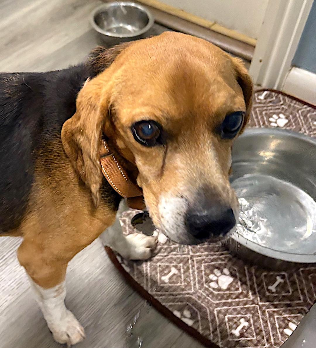 Enlarge Gary, a ADOPTABLE Beagle in Tomball, TX image 2/6