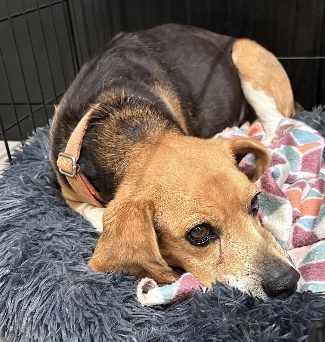 Enlarge Gary, a ADOPTABLE Beagle in Tomball, TX image 1/6