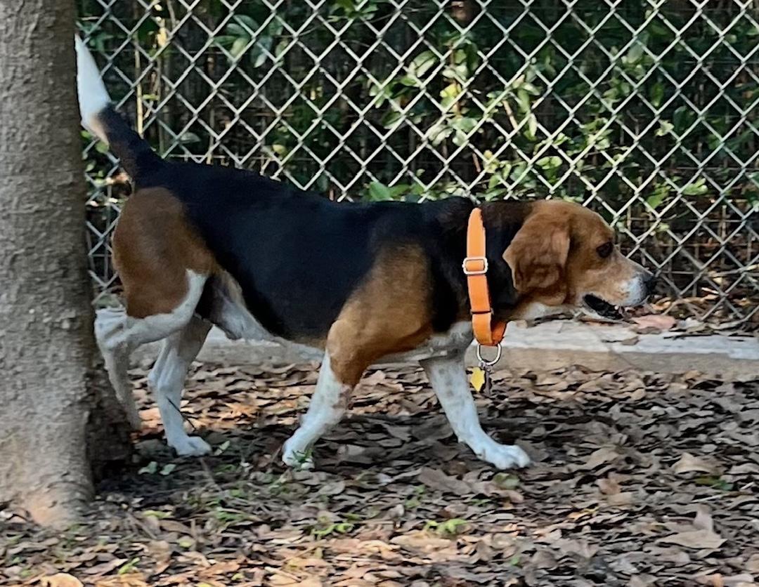 Enlarge Gary, a ADOPTABLE Beagle in Tomball, TX image 6/6