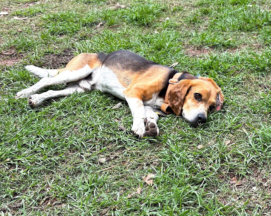Enlarge Gary, a ADOPTABLE Beagle in Tomball, TX image 4/6