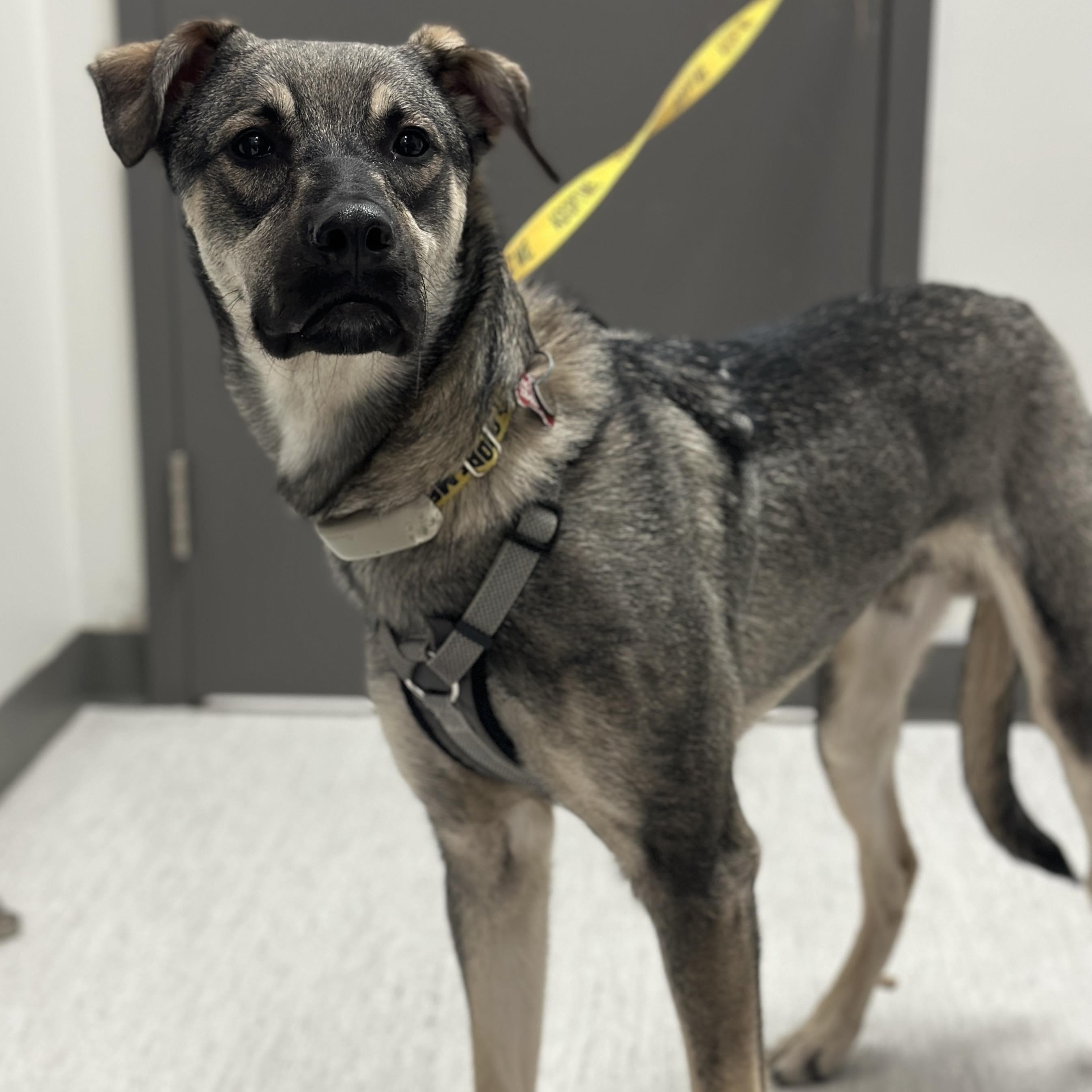 Mavi, a ADOPTABLE mixed breed in Mississauga, ON image 4/4