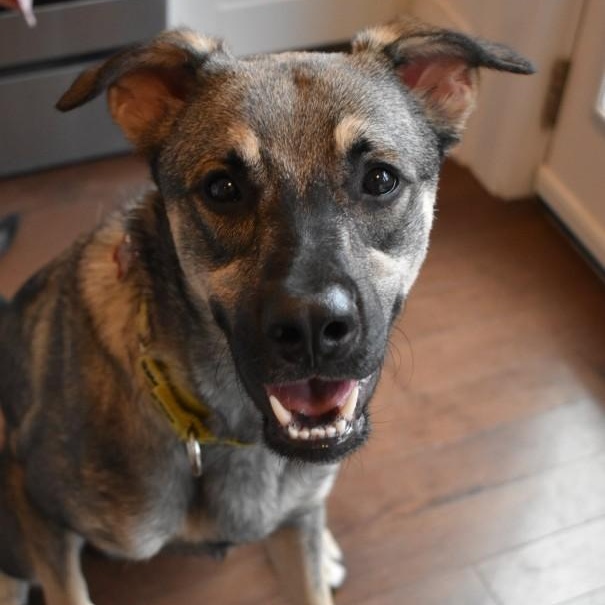 Mavi, a ADOPTABLE mixed breed in Mississauga, ON image 2/4