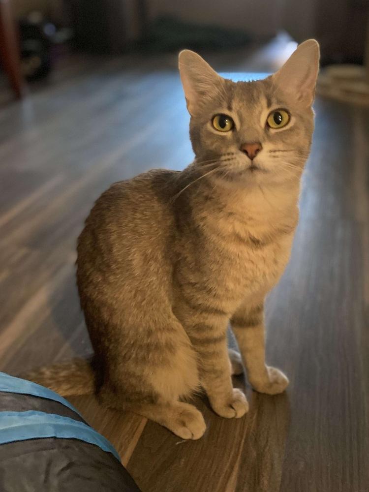 Misty, Adoptable, Adult Female Domestic Short Hair.