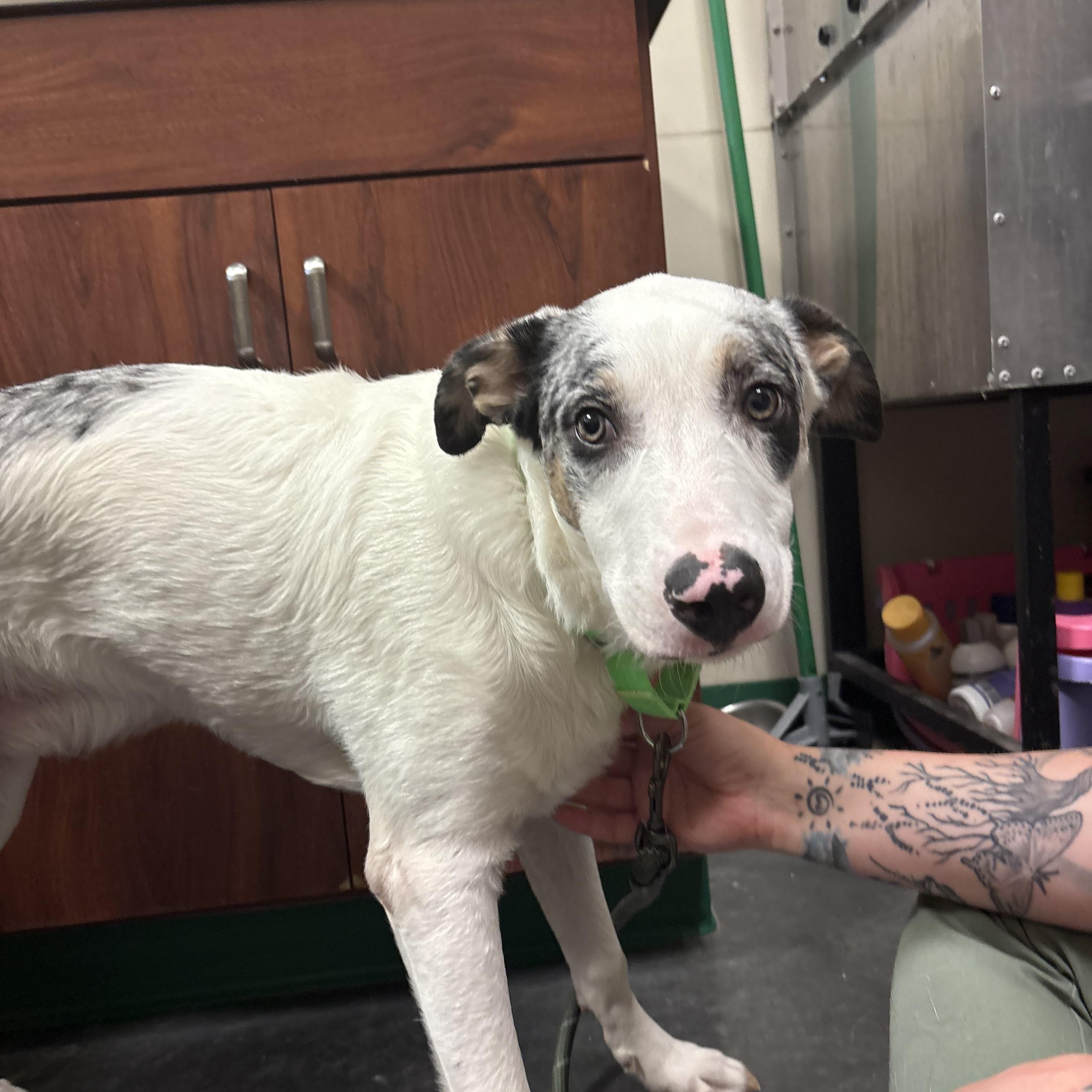 Huey, Young Male Australian Shepherd