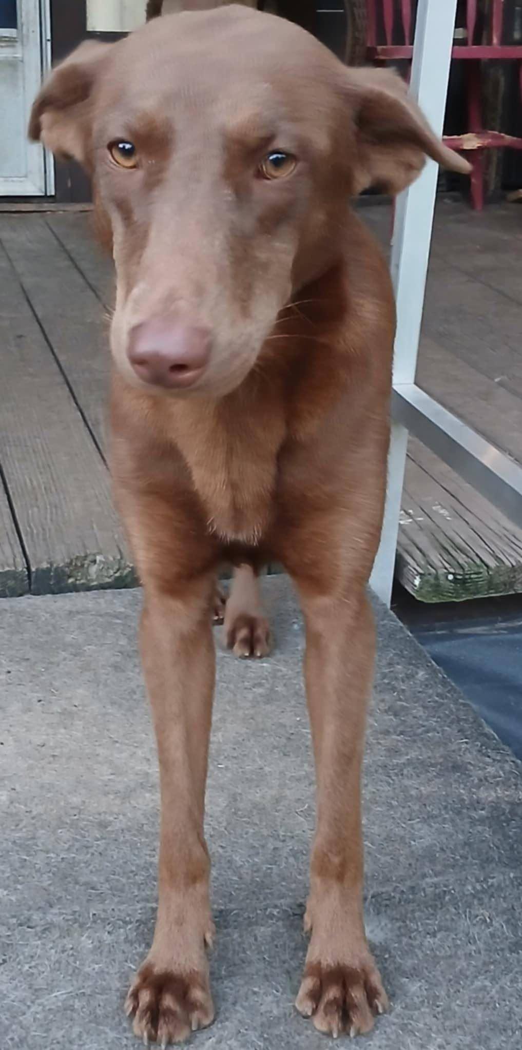 Ginger, a Adoptable mixed breed in Lumberton, TX image 2/3