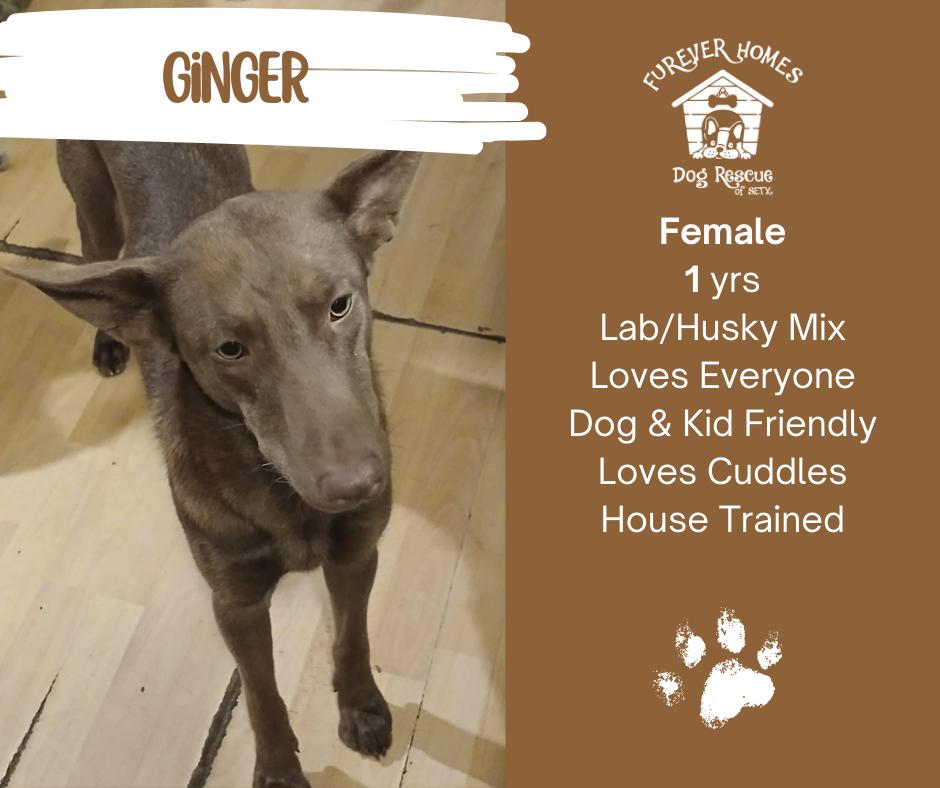 Ginger, a Adoptable mixed breed in Lumberton, TX image 1/3