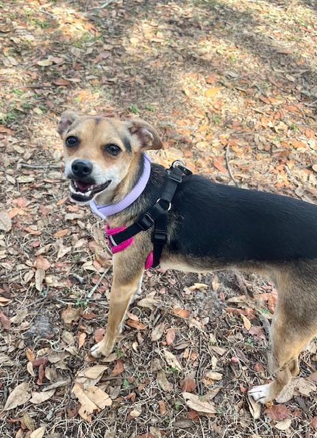 Muneca, ADOPTABLE, Young Female Chihuahua.