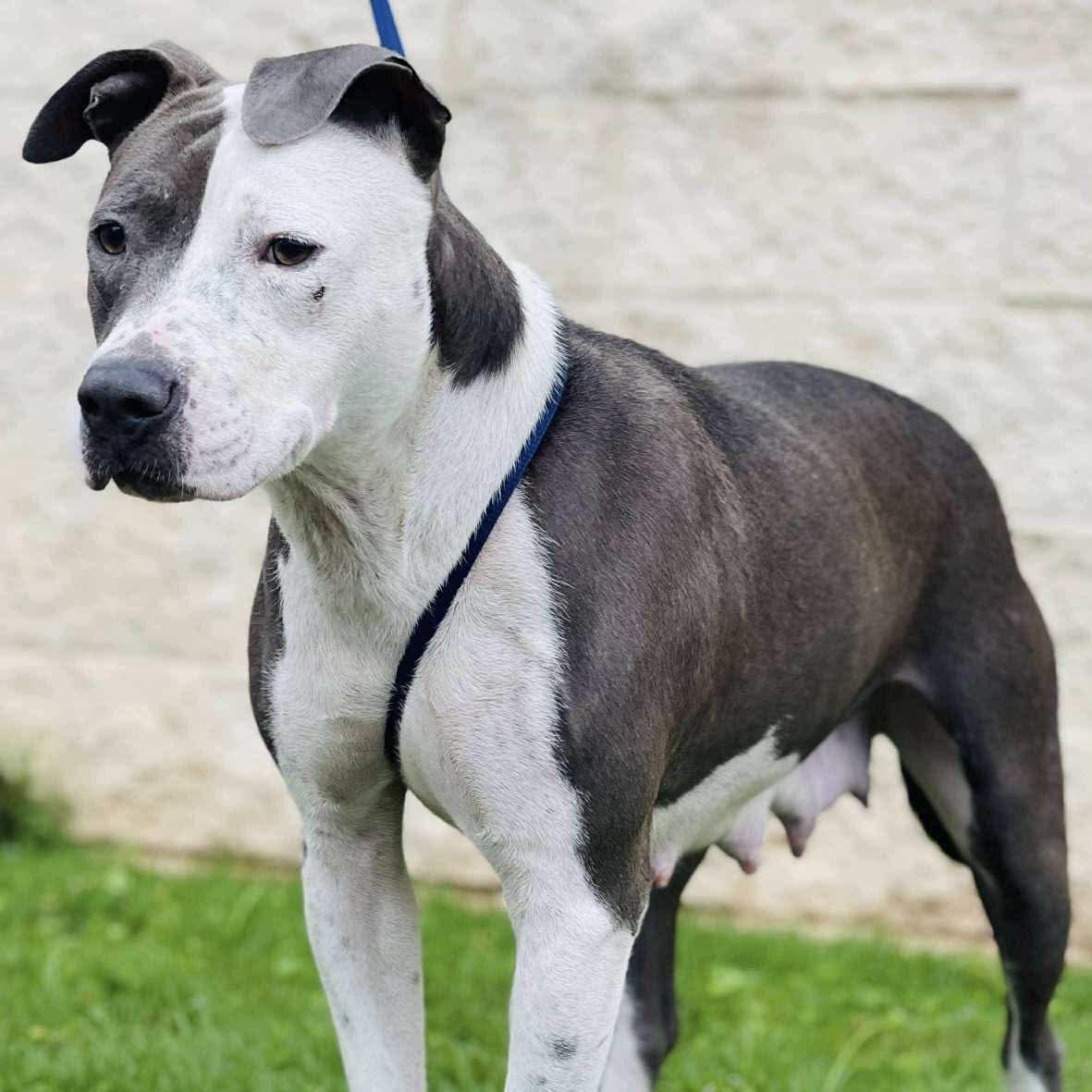 Hollie, a Adoptable mixed breed in Columbia, SC image 1/6
