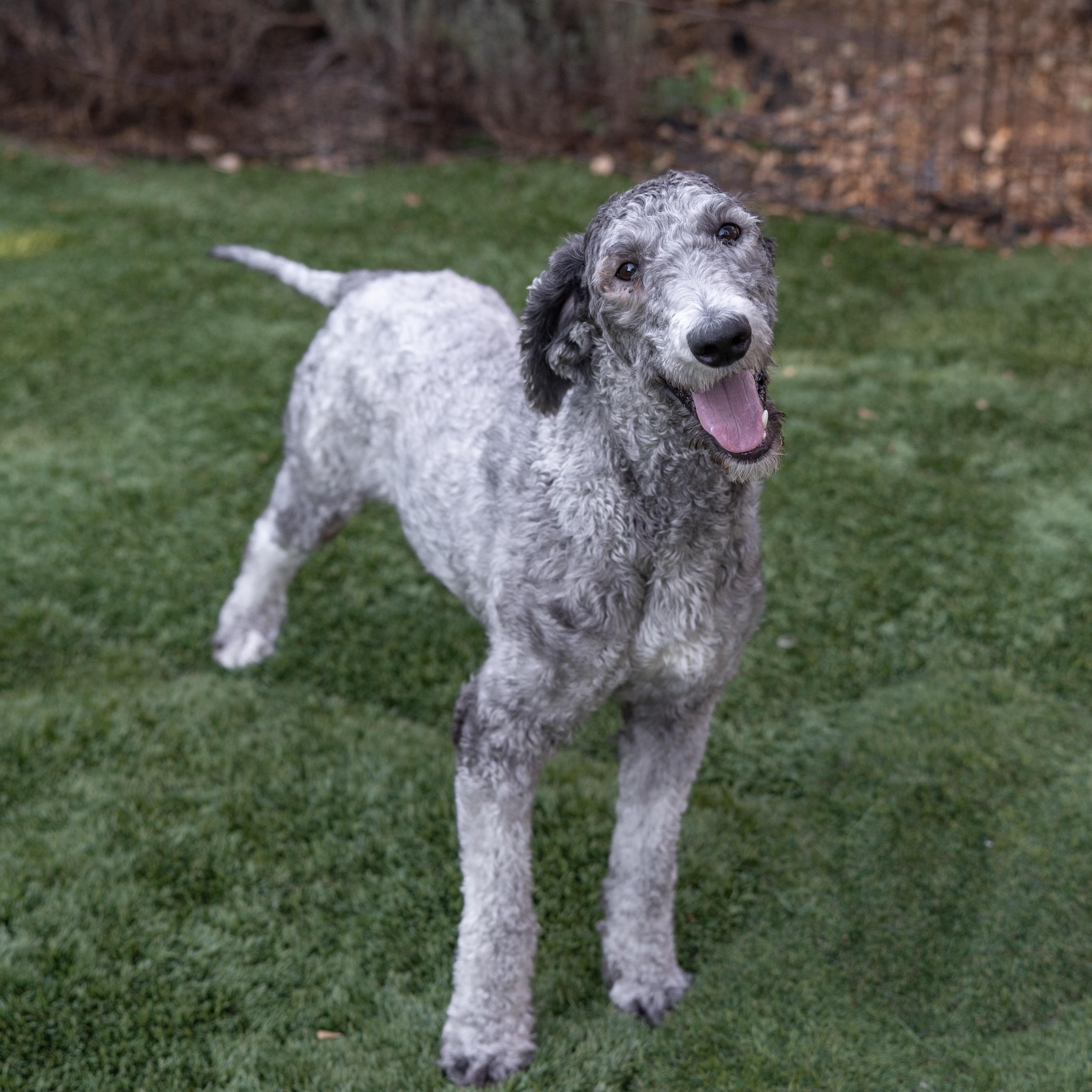 Enlarge Molly, a Adopted Standard Poodle in Carlsbad, CA image 1/6