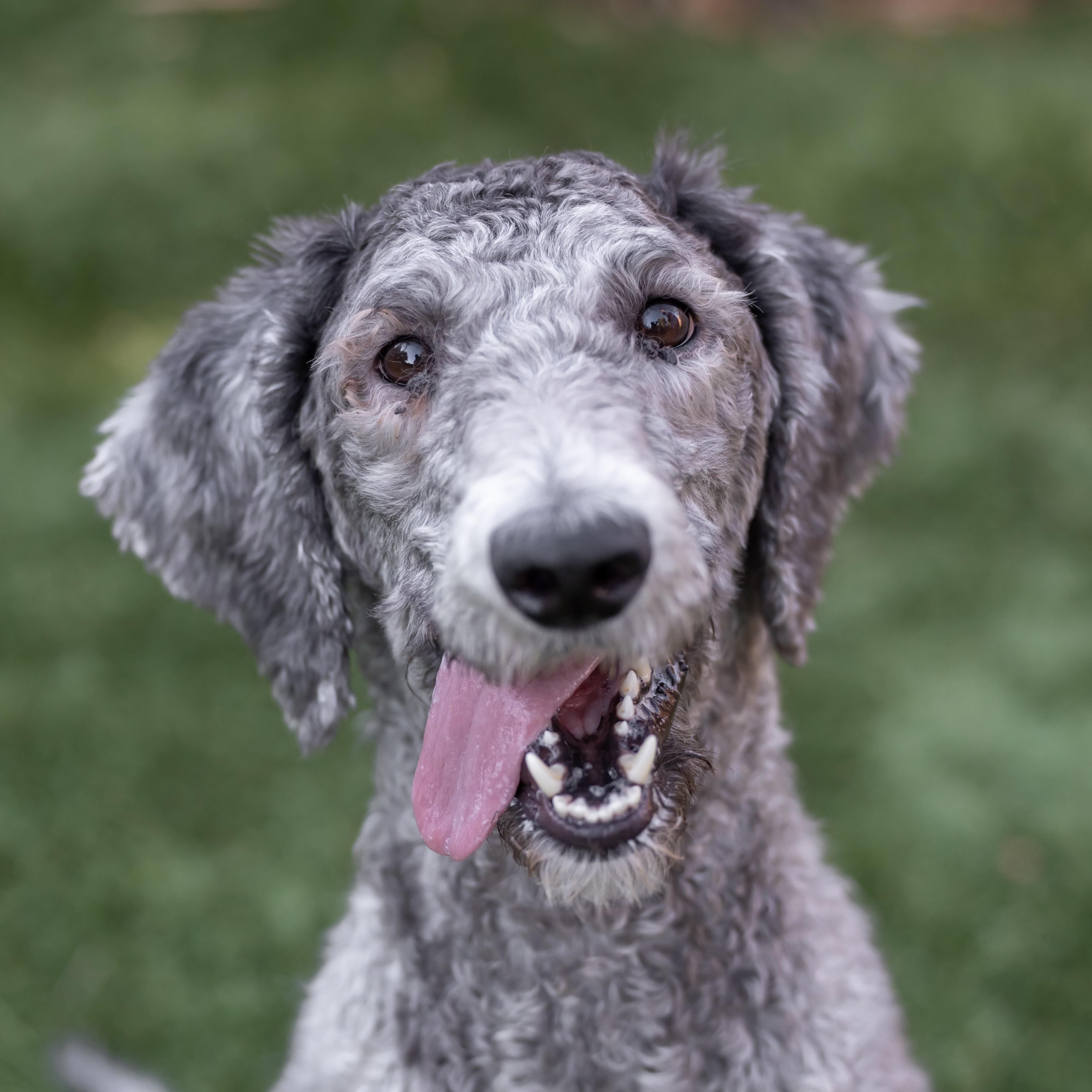 Enlarge Molly, a Adopted Standard Poodle in Carlsbad, CA image 2/6