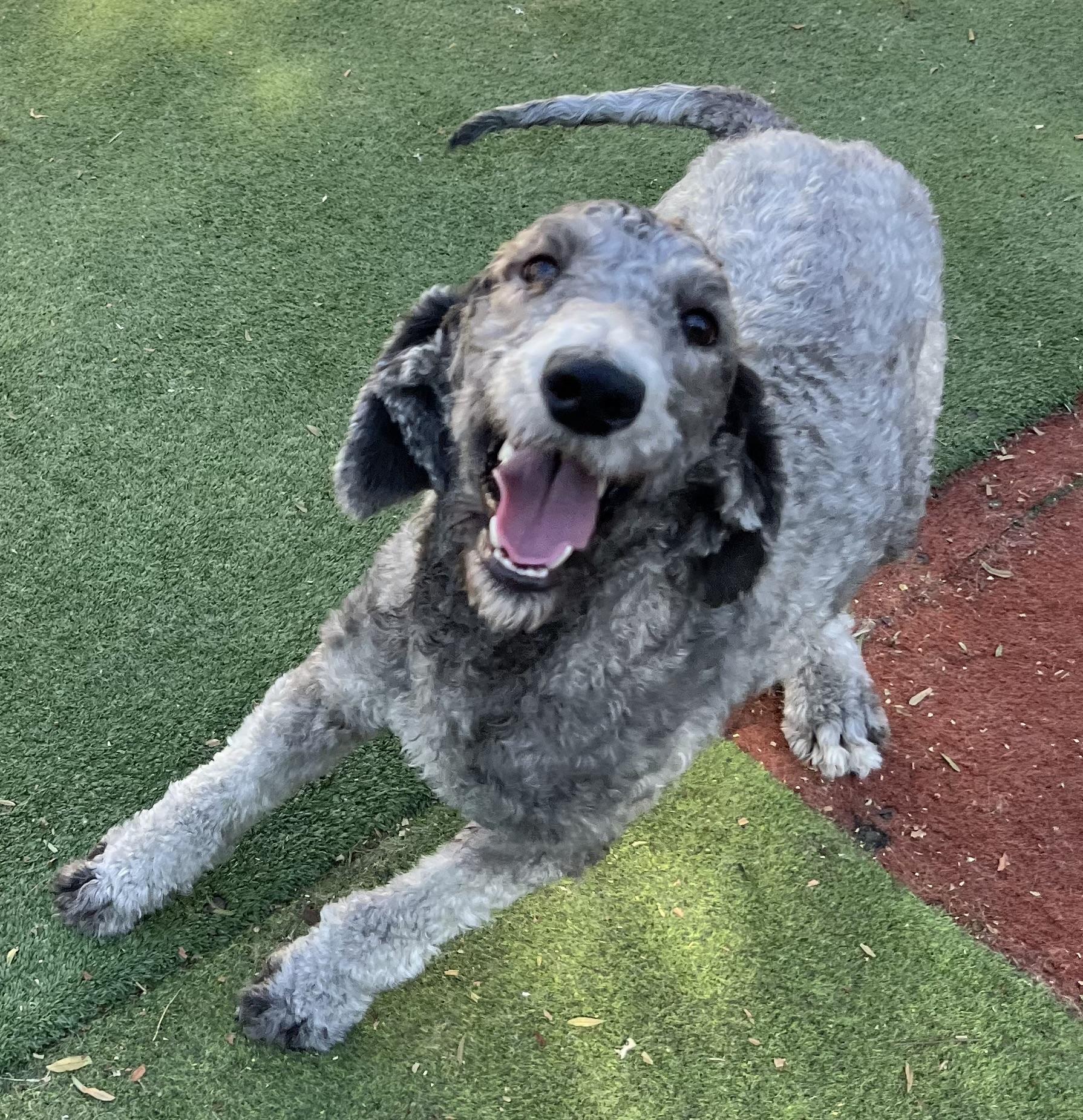 Enlarge Molly, a Adopted Standard Poodle in Carlsbad, CA image 3/6