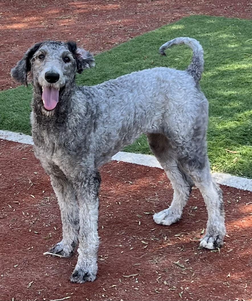 Enlarge Molly, a Adopted Standard Poodle in Carlsbad, CA image 4/6