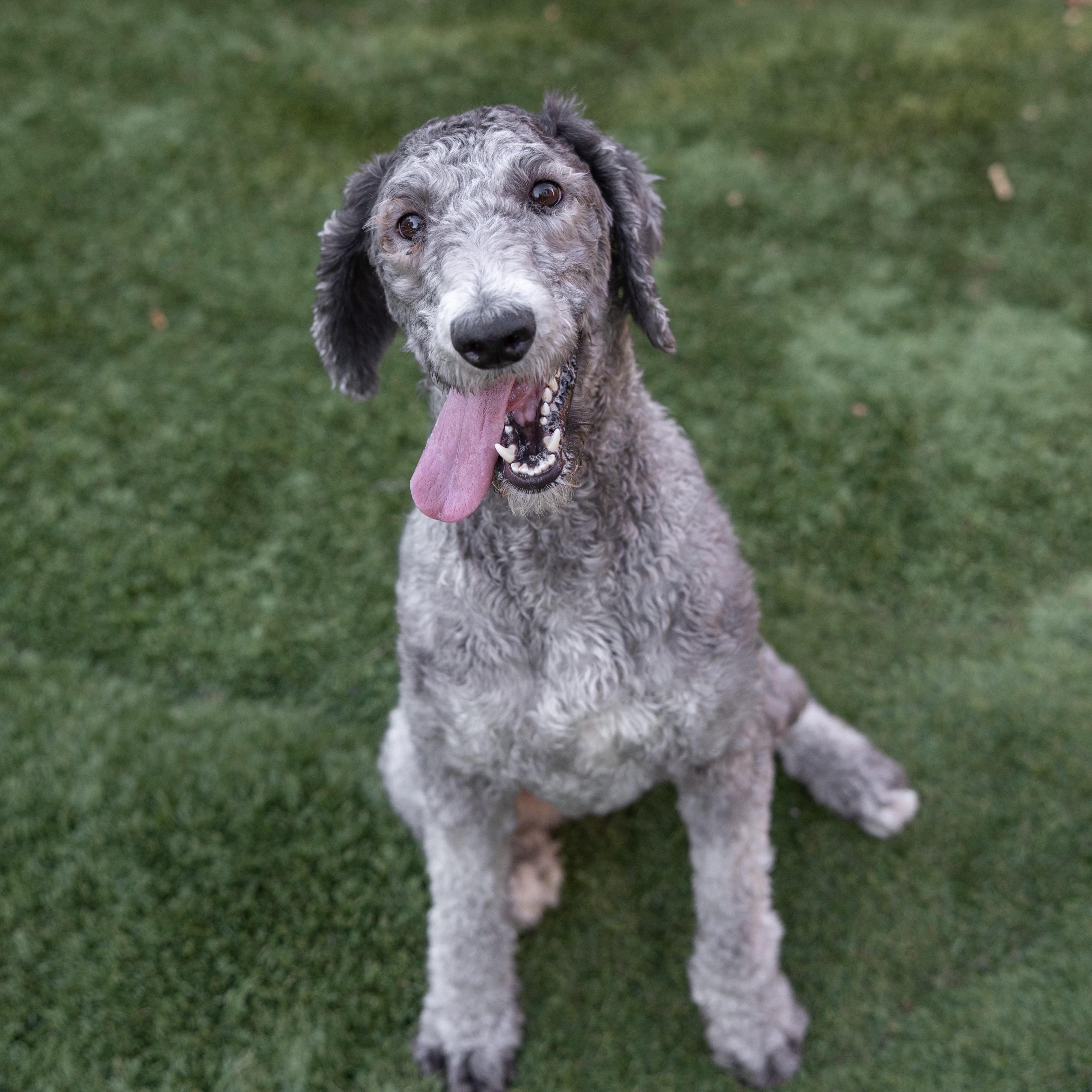 Enlarge Molly, a Adopted Standard Poodle in Carlsbad, CA image 5/6