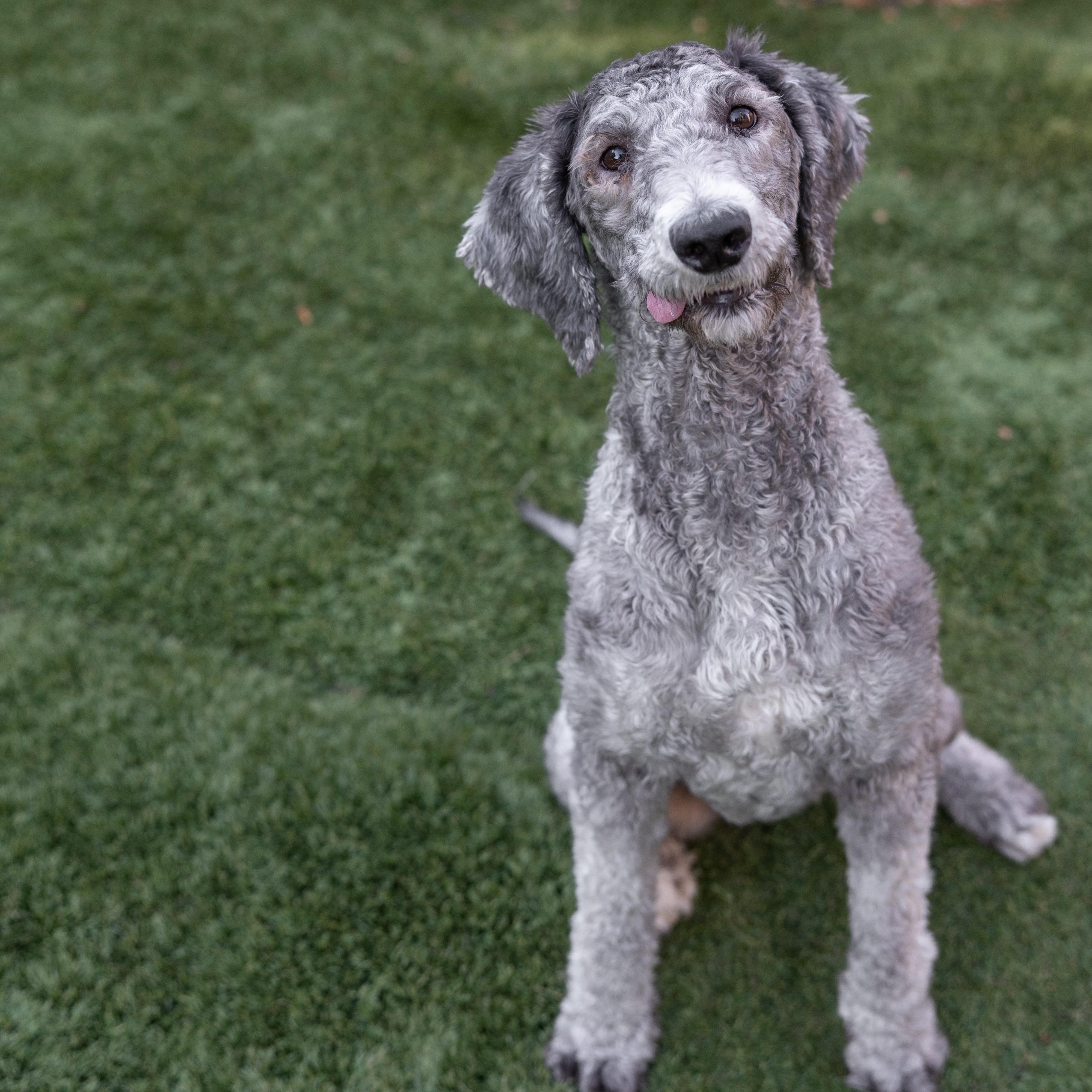 Enlarge Molly, a Adopted Standard Poodle in Carlsbad, CA image 6/6