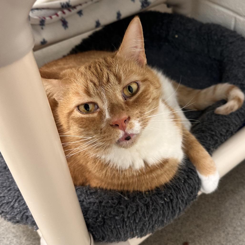 Chile, a Adoptable Domestic Short Hair in Alexandria, VA image 1/3