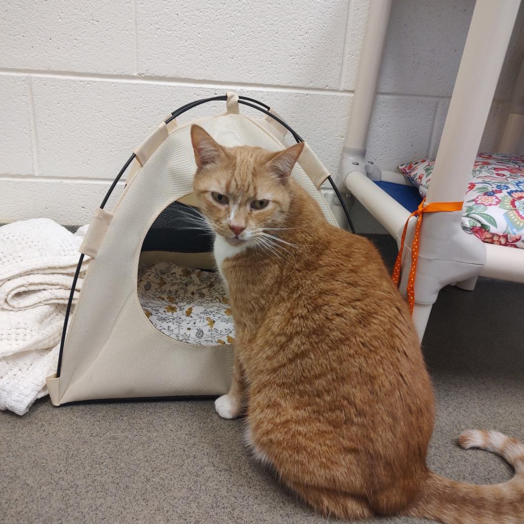 Chile, a Adoptable Domestic Short Hair in Alexandria, VA image 2/3