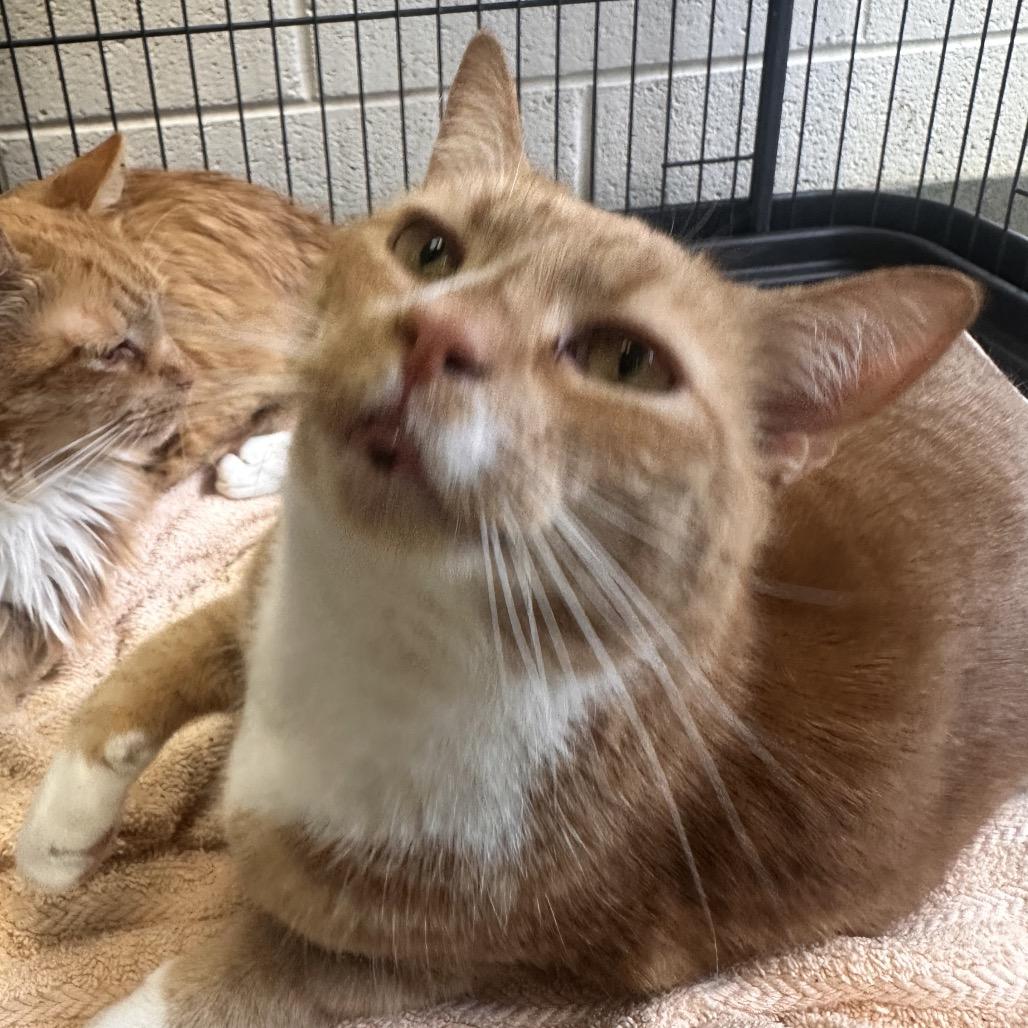 Chile, a Adoptable Domestic Short Hair in Alexandria, VA image 3/3