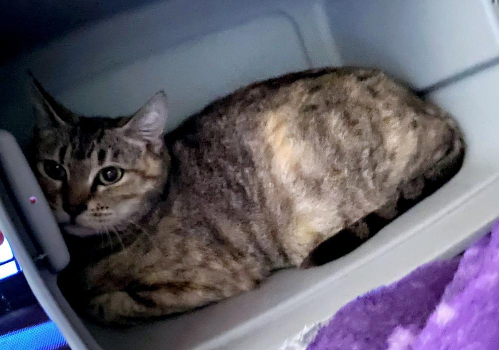 Wanda Maximoff, Adoptable, Adult Female Domestic Short Hair.