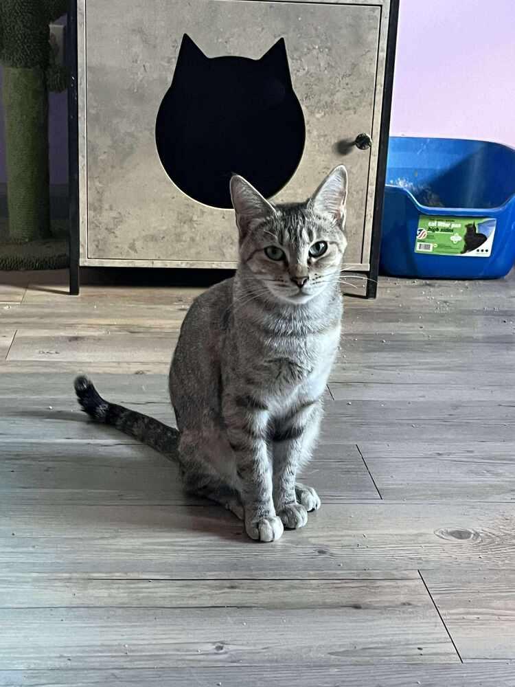 Wanda Maximoff, a Adoptable mixed breed in WARNER ROBINS, GA image 2/3