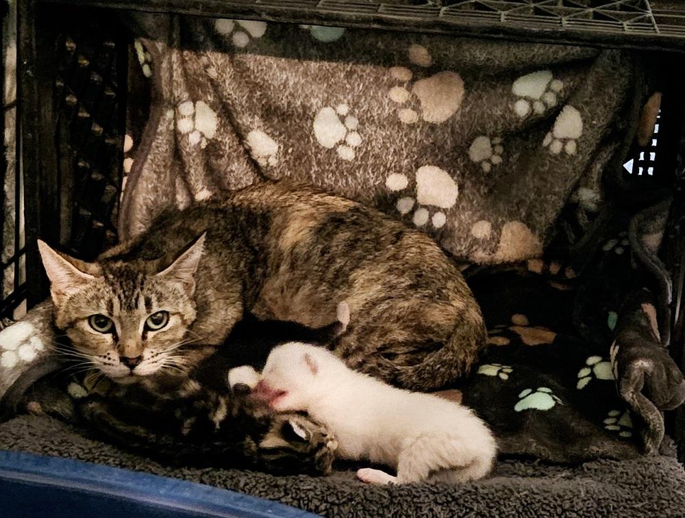 Wanda Maximoff, a Adoptable mixed breed in WARNER ROBINS, GA image 3/3