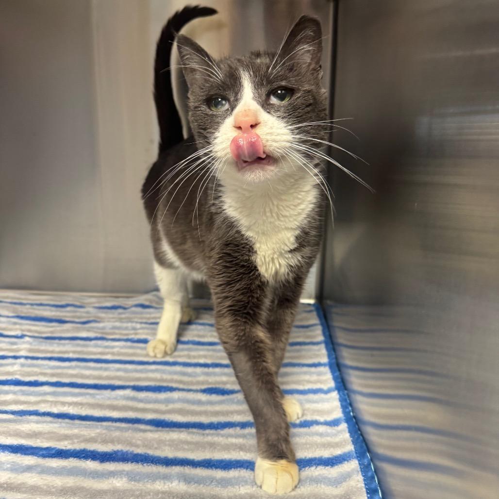 Nigel, Adoptable, Adult Male Domestic Short Hair.