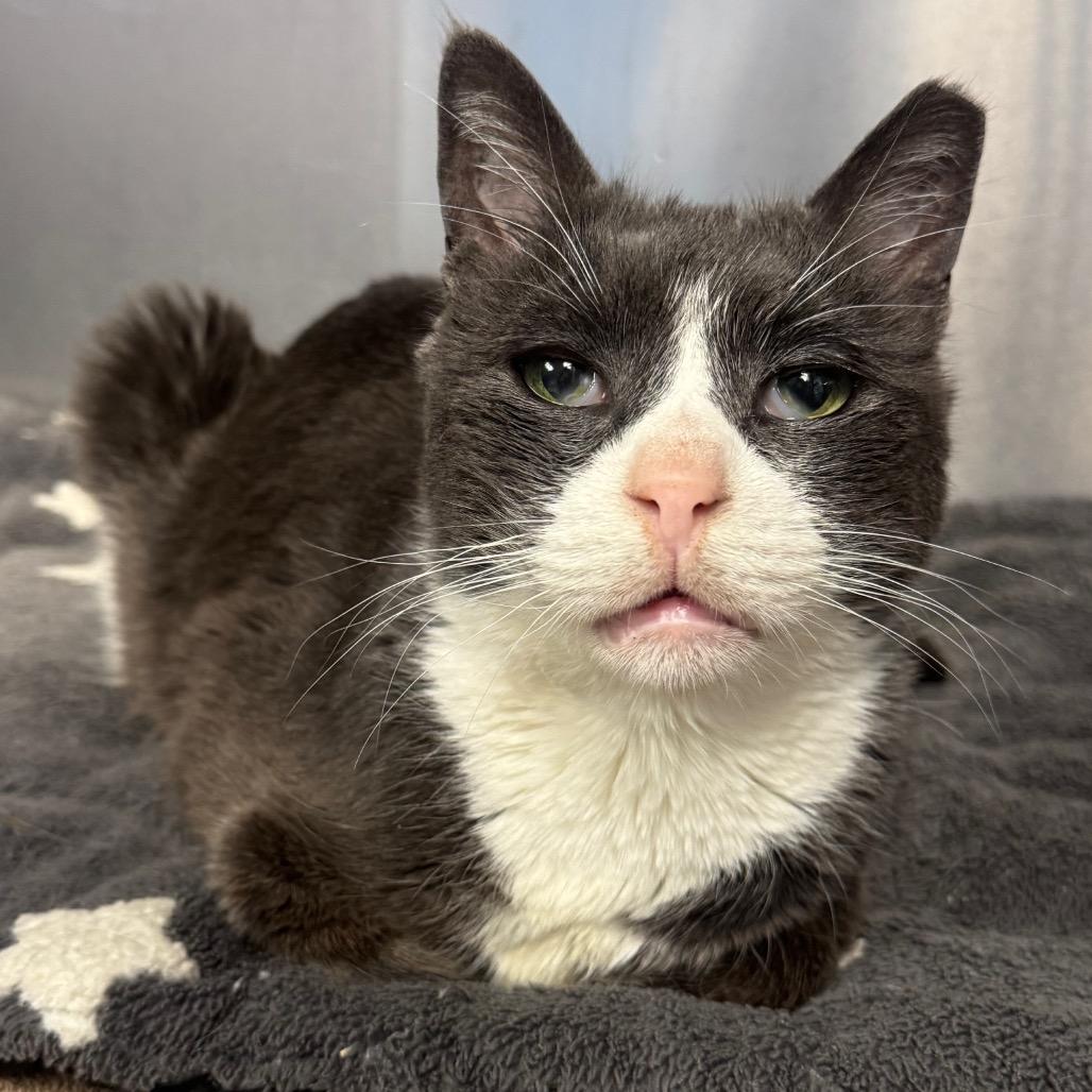 Nigel, a Adoptable Domestic Short Hair in Easton, PA image 2/6