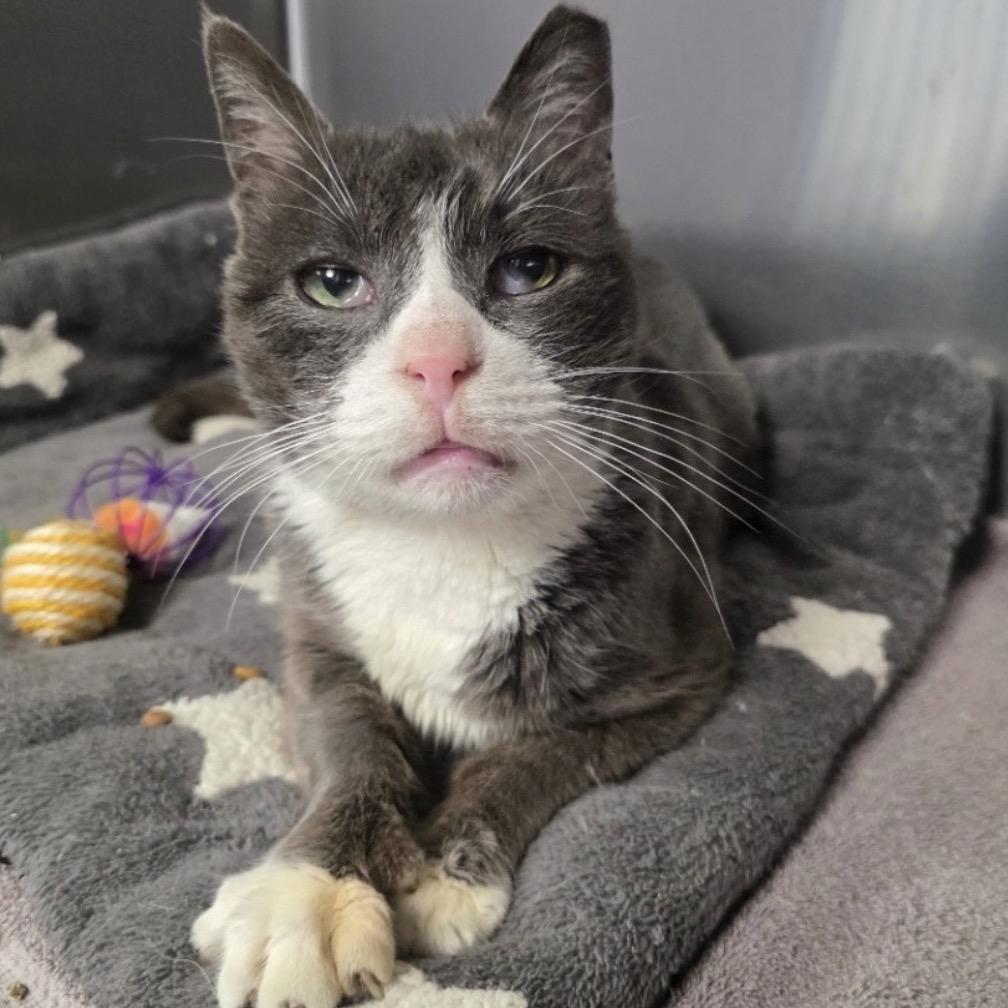 Nigel, a Adoptable Domestic Short Hair in Easton, PA image 3/6