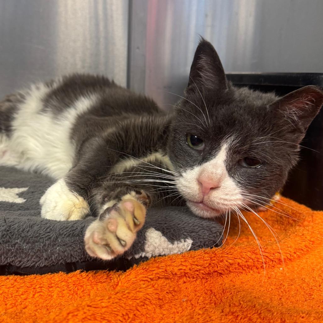 Nigel, a Adoptable Domestic Short Hair in Easton, PA image 4/6