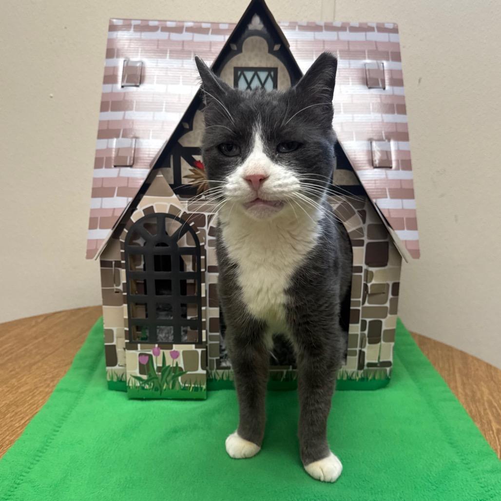 Nigel, a Adoptable Domestic Short Hair in Easton, PA image 5/6