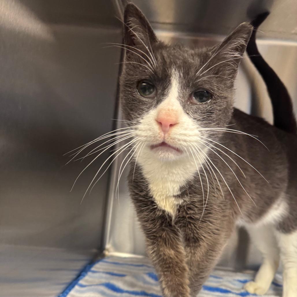 Nigel, a Adoptable Domestic Short Hair in Easton, PA image 6/6