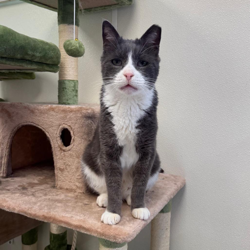 Nigel, a Adoptable Domestic Short Hair in Easton, PA image 6/6