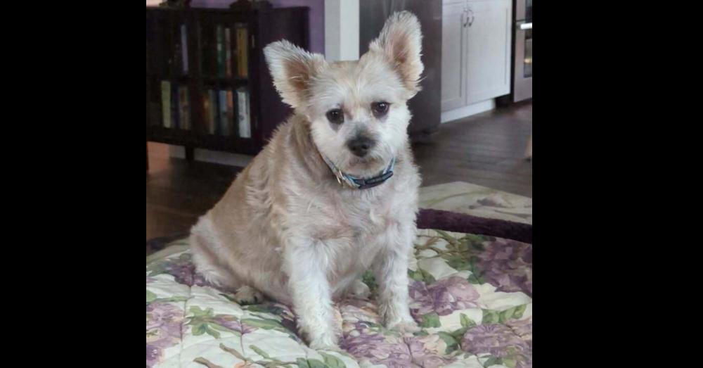 Gizelle, Adoptable, Senior Female Cairn Terrier.