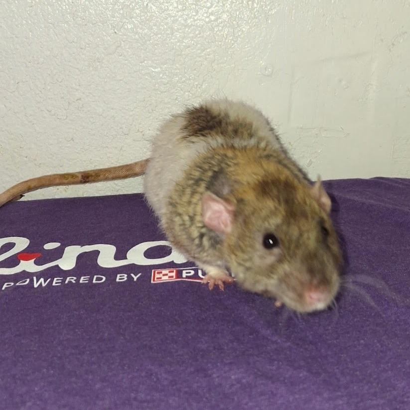 Donatello, Adoptable, Young Male Rat.