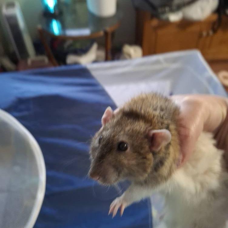 Enlarge Donatello, a Adoptable Rat in Kingman, AZ image 2/3