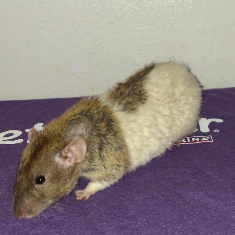 Enlarge Donatello, a Adoptable Rat in Kingman, AZ image 3/3