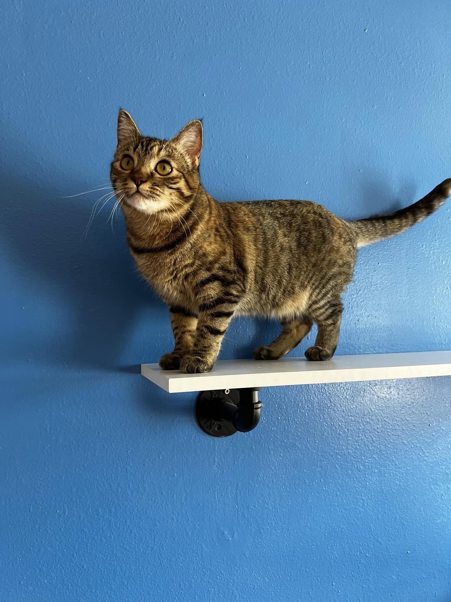 Enlarge Jane, a Adoptable Domestic Short Hair in Diamondville, WY image 1/2