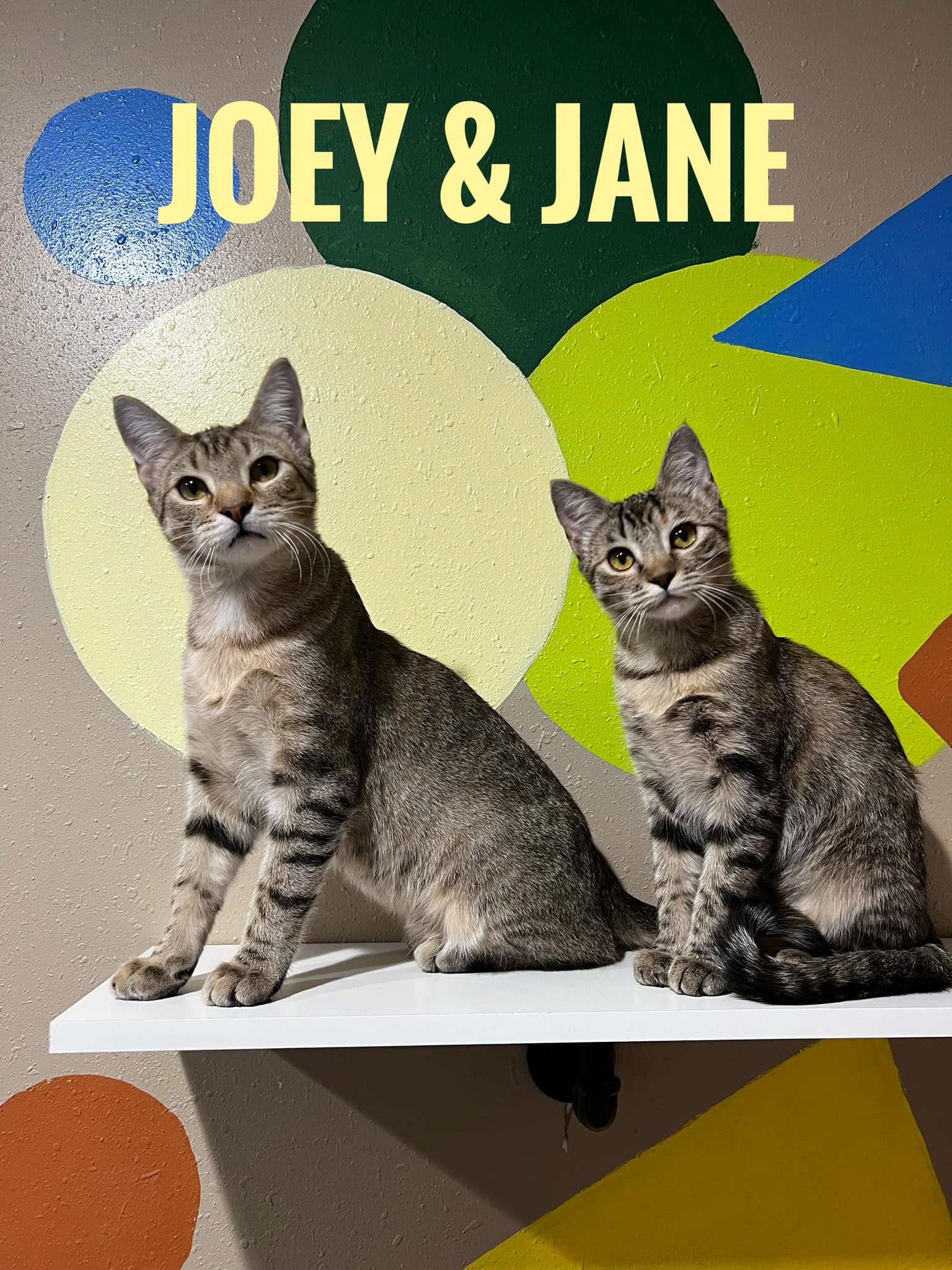 Enlarge Jane, a Adoptable Domestic Short Hair in Diamondville, WY image 2/2