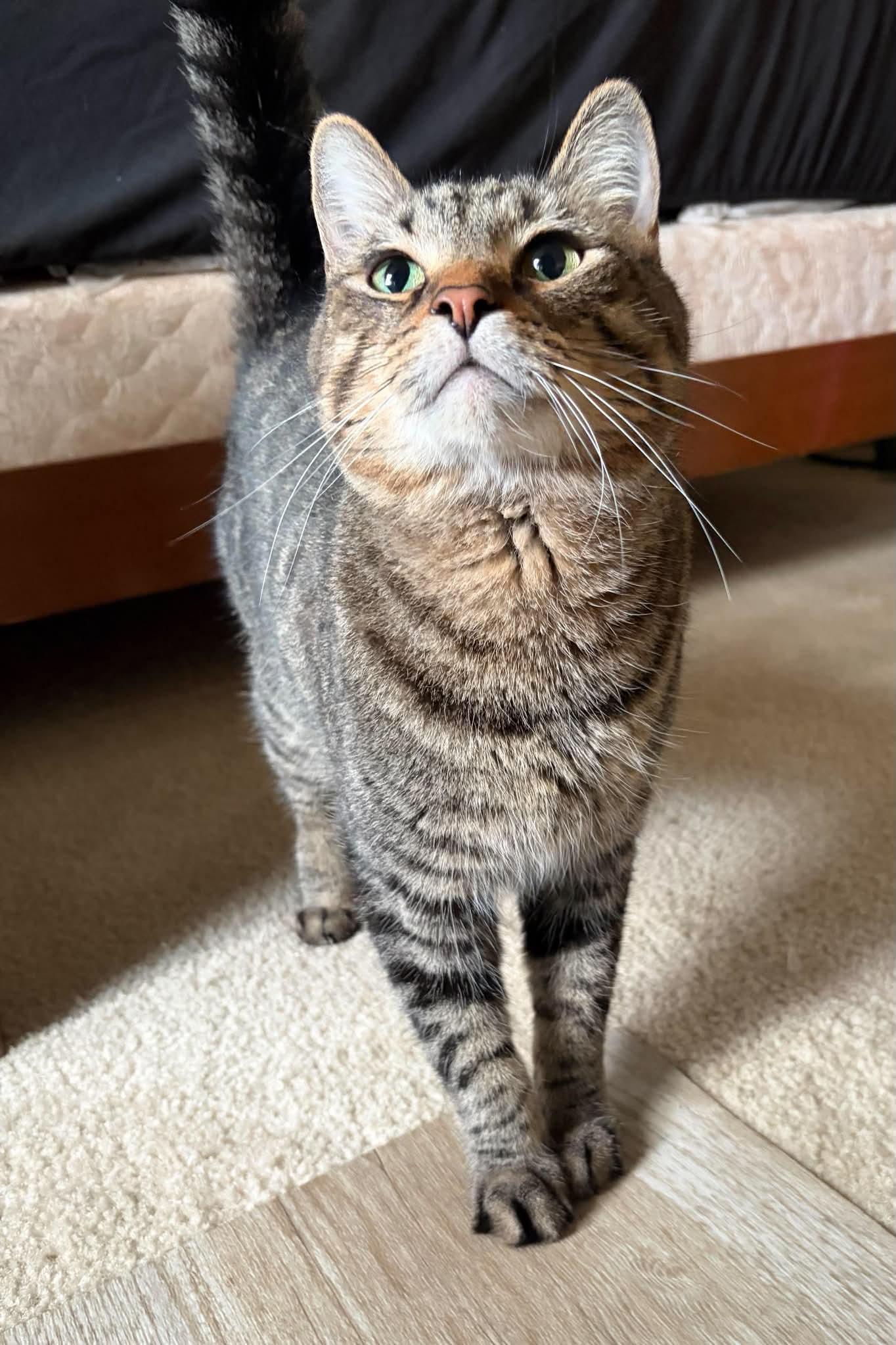 Enlarge Mo, a Adoptable mixed breed in West Lafayette, IN image 6/6