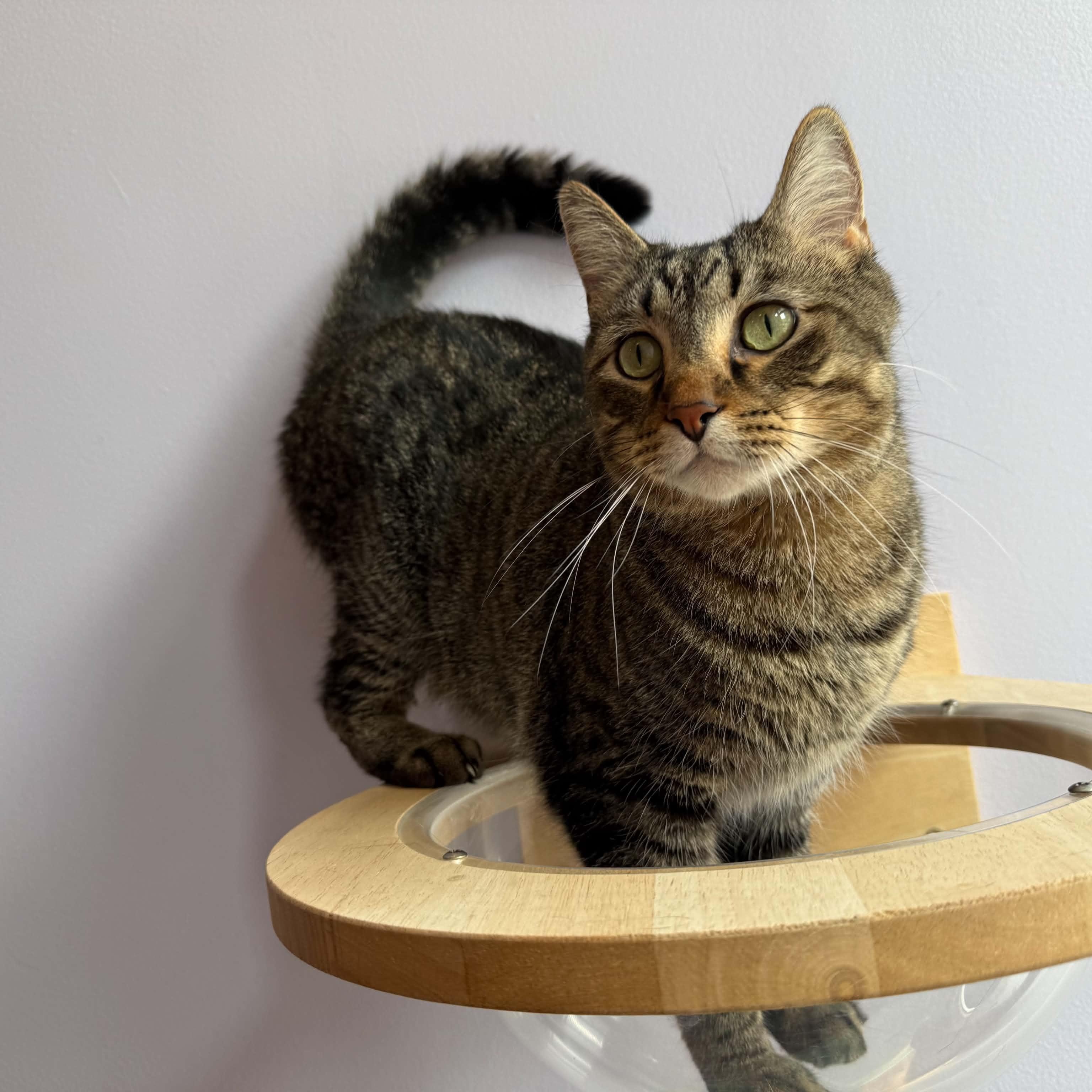 Enlarge Mo, a Adoptable mixed breed in West Lafayette, IN image 2/6