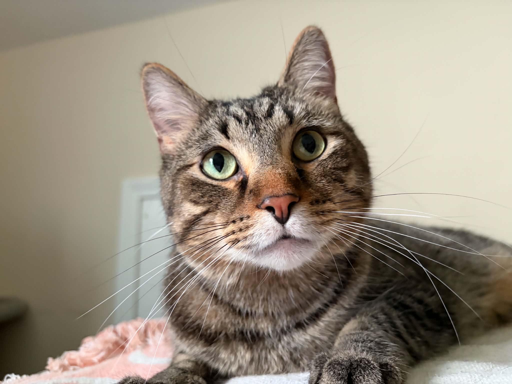 Enlarge Mo, a Adoptable mixed breed in West Lafayette, IN image 3/6