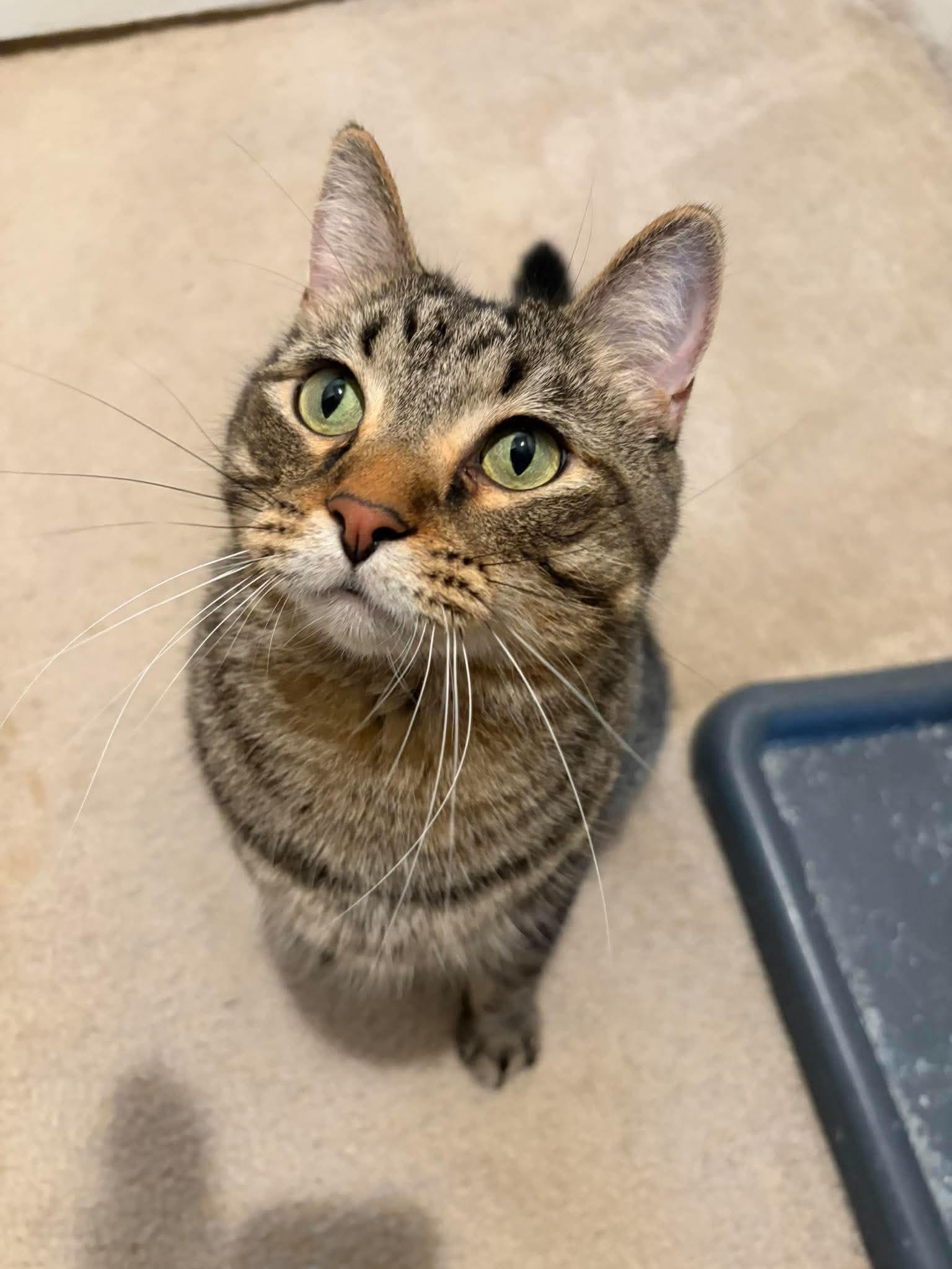 Enlarge Mo, a Adoptable mixed breed in West Lafayette, IN image 5/6
