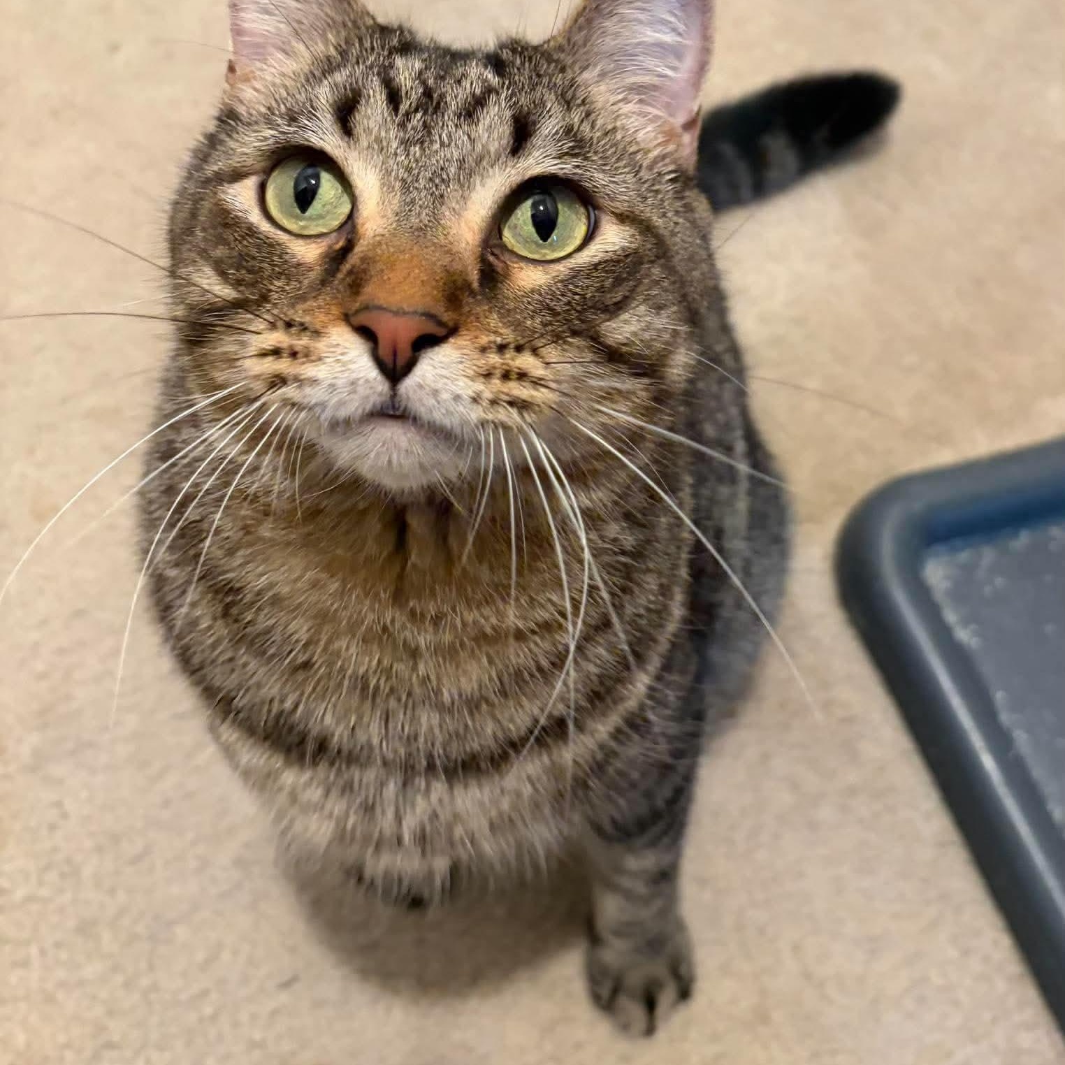 Mo, Adoptable, Adult Male Tiger & Domestic Short Hair.