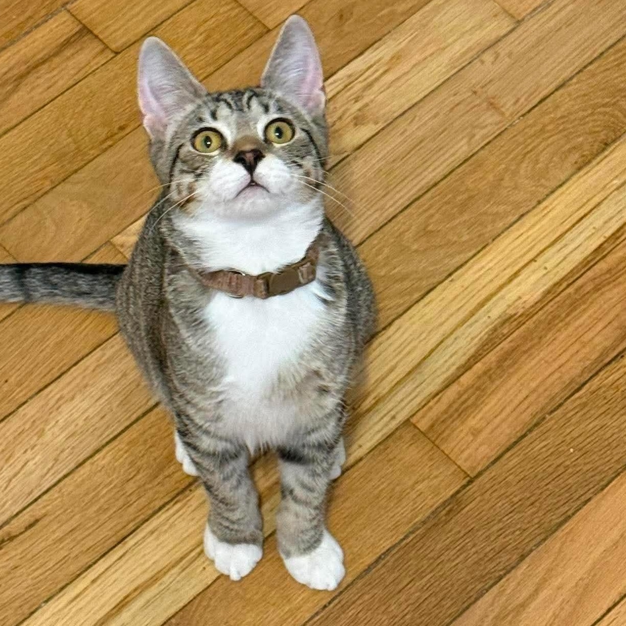 Cricket (bonded with Ladybug), Adoptable, Kitten Male Domestic Short Hair.